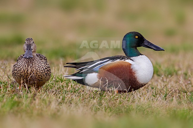 Slobeend, Northern Shoveler stock-image by Agami/Daniele Occhiato,