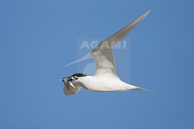 Grote stern volwassen vliegend met vis; Sandwich Tern adult flying with fish stock-image by Agami/Menno van Duijn,