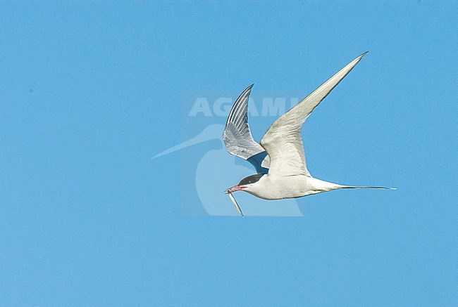 Common Tern (Sterna hirundo) adult in flight with fish stock-image by Agami/Roy de Haas,