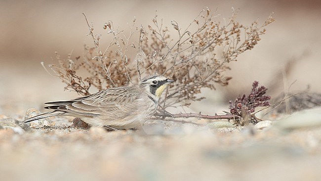 American Horned Lark (Eremophila alpestris hoyti / praticola) wintering in Massachusetts, United States. Pressing low to the ground to avoid being seen. stock-image by Agami/Ian Davies,
