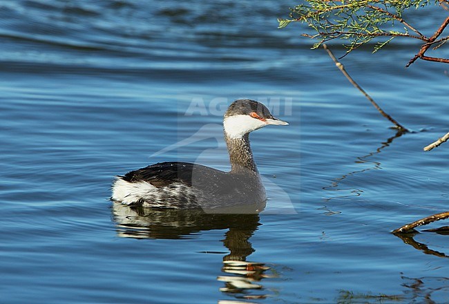 Slavonian Grebe (Podiceps auritus) at Hyères, France. stock-image by Agami/Aurélien Audevard,