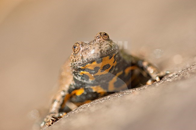 Volwassen Geelbuikvuurpad; Adult Yellow-bellied Toad stock-image by Agami/Wil Leurs,