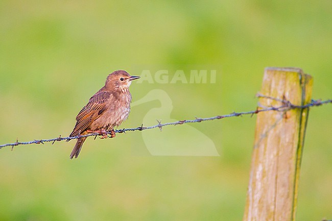 Spreeuw, European Starling, Sturnus vulgaris young being fed by adult stock-image by Agami/Menno van Duijn,