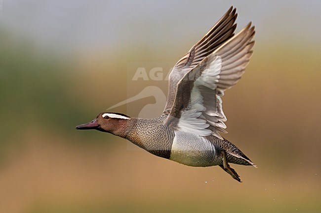 Mannetje Zomertaling in de vlucht; Male Garganey in flight stock-image by Agami/Daniele Occhiato,