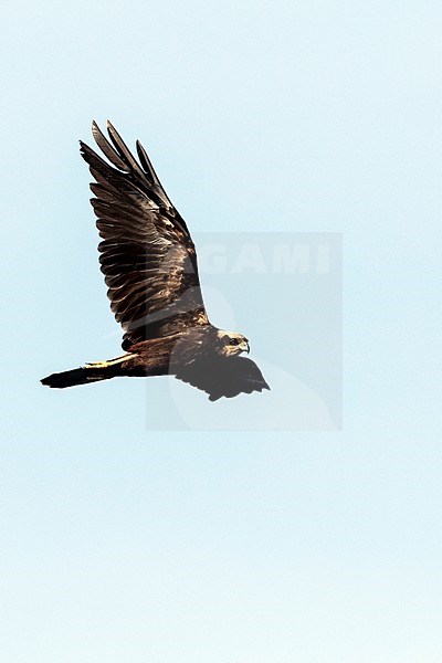 Western Marsh Harrier (Circus aeruginosus) on autumn migration along the east European Flyway (via pontica) in Bulgaria. stock-image by Agami/Marc Guyt,