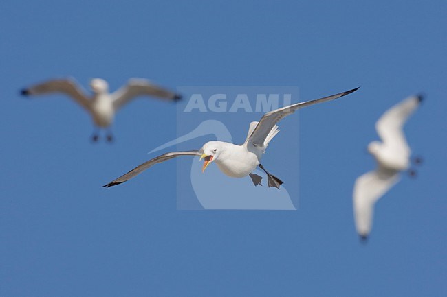 Drieteenmeeuw vliegend en schreeuwend; Black-legged Kittiwake fighting in flight stock-image by Agami/Arie Ouwerkerk,