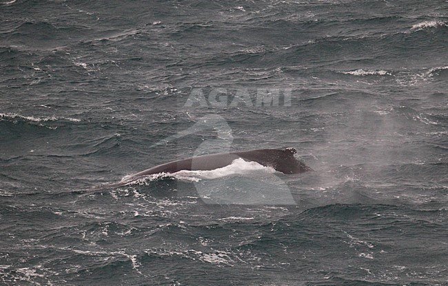 Bultrug, Humpback Whale, Megaptera novaeangliae stock-image by Agami/Hugh Harrop,