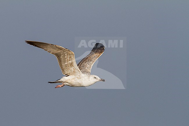 Steppe Gull - Barabamöwe - Larus barabensis, Oman, 1st W stock-image by Agami/Ralph Martin,