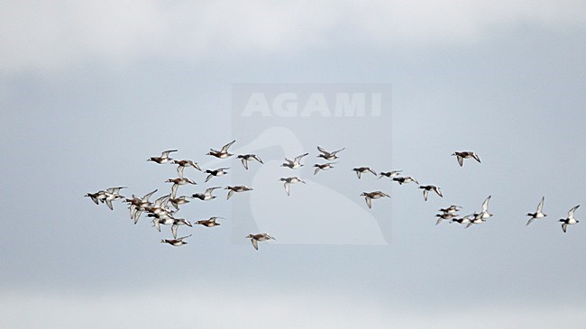 Groep Toppers in vlucht; Group of Greater Scaup in flight stock-image by Agami/Markus Varesvuo,