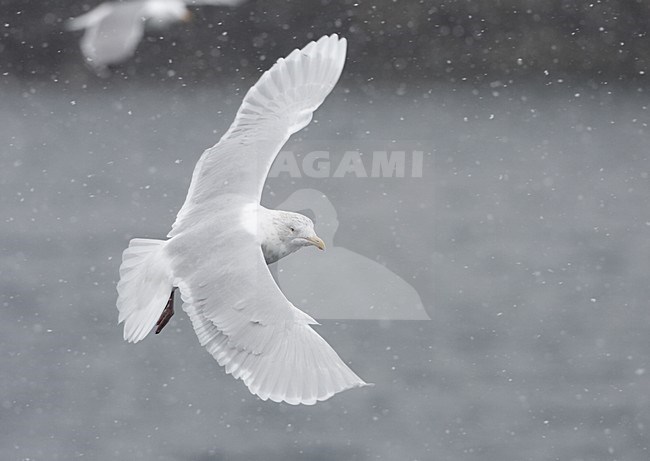 Volwassen Grote Burgemeester in vlucht; Adult Glaucous Gull in flight stock-image by Agami/Jari Peltomäki,