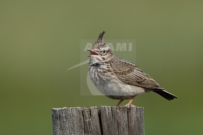 Crested Lark singing on a pole; Kuifleeuwerik zingend op een paal stock-image by Agami/Marc Guyt,