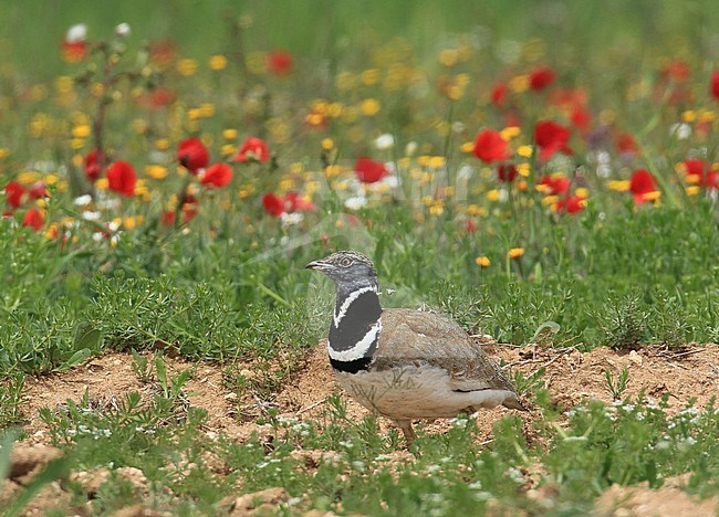 Little Bustard walks through a field with wild flowers. stock-image by Agami/Jacques van der Neut,