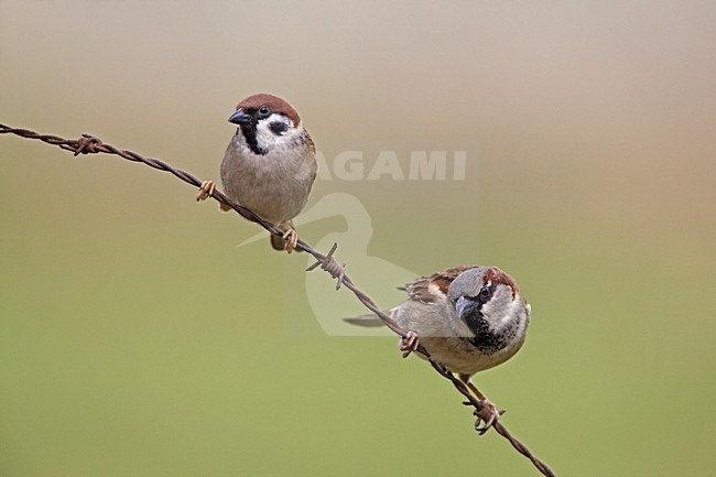 Ringmus en Huismus op prikkeldraad;  Eurasian Tree Sparrow and House Sparrow on barbed wire stock-image by Agami/Rob Olivier,