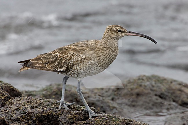 Regenwulp op rotskust; Eurasian Wimbrel on rocky shore stock-image by Agami/Daniele Occhiato,