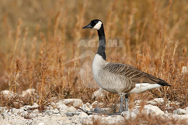 Adult
Kendall Co., TX
January 2009 stock-image by Agami/Brian E Small,