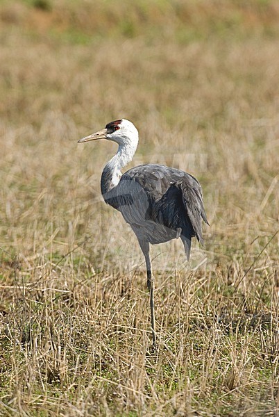 Hooded Crane perched; Monnikskraanvogel staand stock-image by Agami/Roy de Haas,