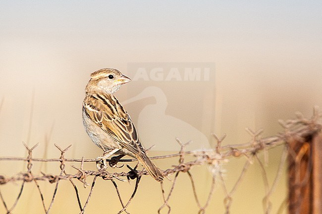 Immature House Sparrow (Passer domesticus) on Lesvos, Greece. Perched on a greek fench. stock-image by Agami/Marc Guyt,