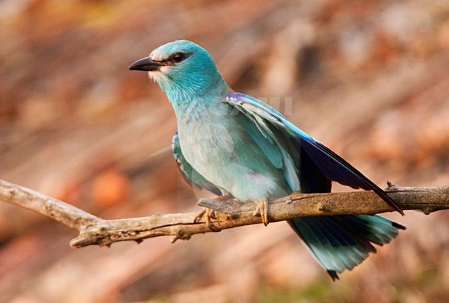 Scharrelaar, European Roller, Coracias garrulus stock-image by Agami/Marc Guyt,