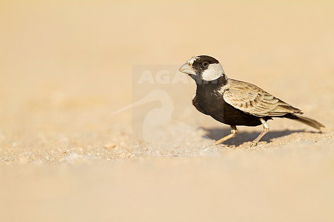 Eastern Black-crowned Sparrow-Lark - Weissstirnlerche - Eremopterix nigriceps ssp. melanauchen, Sultanate of Oman, adult male stock-image by Agami/Ralph Martin,