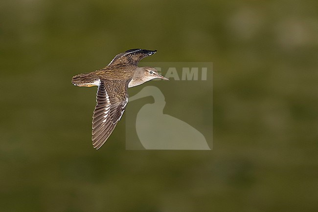 Juvenile Spotted Sandpiper (Actitis macularius) flying over Lajes do Pico, Pico, Azores, Portugal. stock-image by Agami/Vincent Legrand,