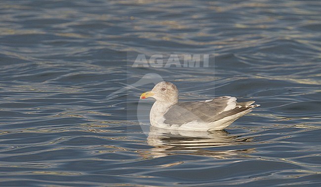 Adult Glaucous-winged Gull wintering in harbour of Kushiro in Japan. Swimming on the water. stock-image by Agami/Josh Jones,