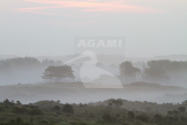 Mist over Berkheide, Fog over Berkheide stock-image by Agami/Menno van Duijn,