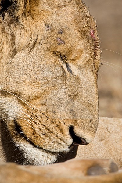 Afrikaanse Leeuw close-up; African Lion close up stock-image by Agami/Marc Guyt,