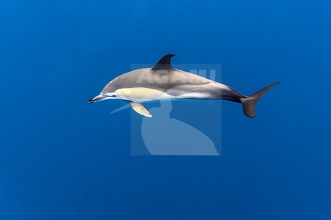 Short-beaked Common Dolphin (Delphinus delphis) off Terceira, Azores, Portugal. stock-image by Agami/Vincent Legrand,