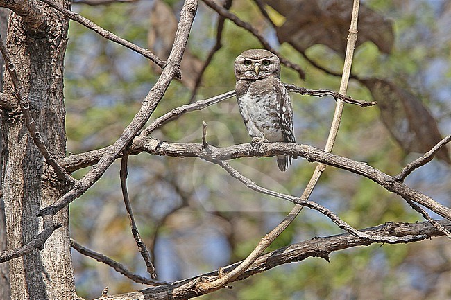 Forest owlet (Athene blewitti) perched in canopy in India. stock-image by Agami/James Eaton,