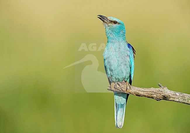 European Roller, Coracias garrulus stock-image by Agami/Alain Ghignone,