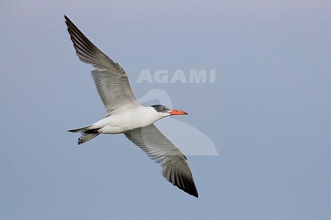 Caspian Tern (Hydroprogne caspia), in flight seen from below stock-image by Agami/Saverio Gatto,