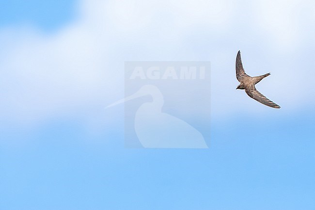 Alpine Swift (Apus melba) flying over Rabbit Island off Petra on the Greek island of Lesvos. stock-image by Agami/Marc Guyt,