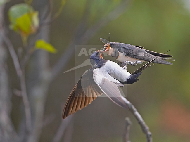 Barn Swallow adult feeding its young; Boerenzwaluw volwassen zijn jongen voerend stock-image by Agami/Markus Varesvuo,
