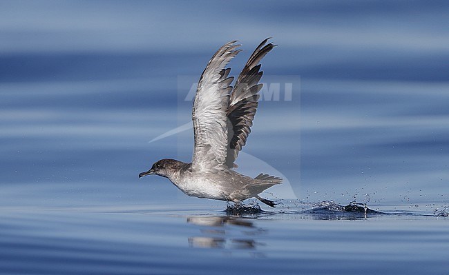 Worn adult Balearic Shearwater (Puffinus mauretanicus), take off at Fuseta, Algarve, Portugal. Critically Endangered breeding on Mediterranean islands. stock-image by Agami/Helge Sorensen,