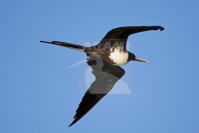 Amerikaanse Fregatvogel vrouwtje in vlucht Mexico, Magnificent Frigatebird female in flight Mexico stock-image by Agami/Wil Leurs,