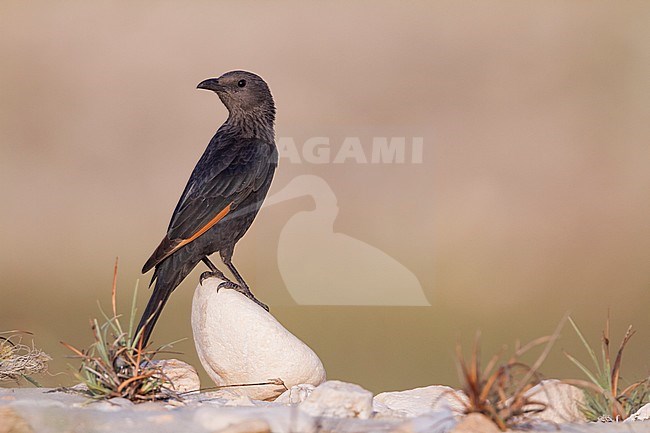 Tristram's Starling - Tristramstar - Onychognathus tristramii, Oman, female adult stock-image by Agami/Ralph Martin,