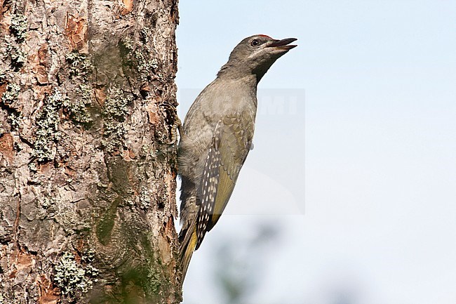 A juvenile Grey-headed Woodpecker (Picus canus) that just left the nest, begging for parents, clinging to a tree in Finland. stock-image by Agami/Arto Juvonen,