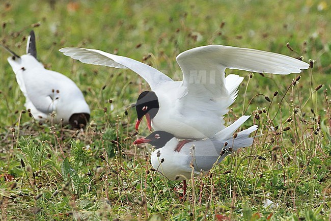 Parende zwartkopmeeuwen op de Sassenplaat in het Hollandsch Diep Mating Mediterranean Gulls on the Sassenplaat in the Netherlands stock-image by Agami/Jacques van der Neut,