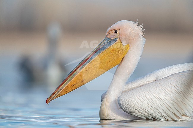 Wintering adult Great White Pelican (Pelecanus onocrotalus) at Lake Kerkini, Greece. Another pelican swimming in the background. stock-image by Agami/Marc Guyt,
