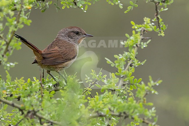 Short-billed Canastero( Asthenes baeri ) Perched on a branch in Argentina stock-image by Agami/Dubi Shapiro,