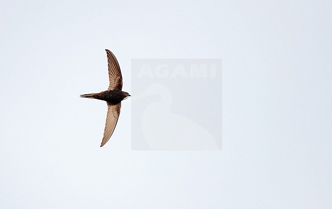 Flying White-rumped Swift (Apus caffer) in its breeding area in southern Spain. Flying in the sky, seen from the side, showing under wings. stock-image by Agami/Ran Schols,
