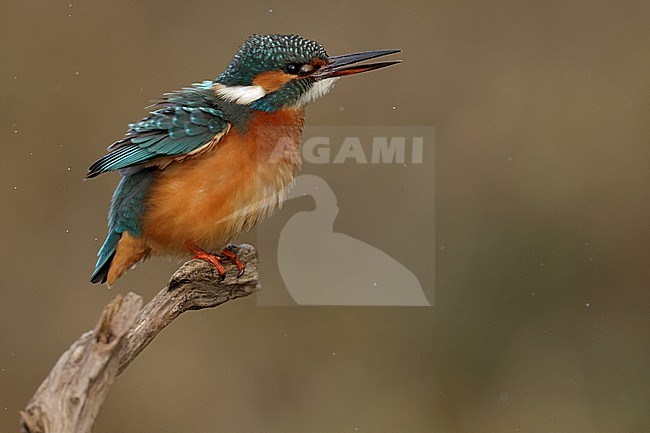 Juvenile or female Common Kingfischer (Alcedo atthis) perching on a branch and preen its feathers stock-image by Agami/Mathias Putze,