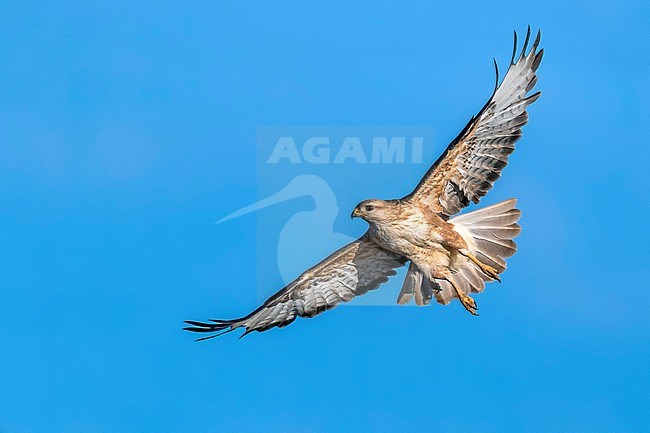 Atlas Long-legged Buzzard (Buteo rufinus cirtensis) flying along the Dakhla - Aousserd road, Western Sahara in Morocco. stock-image by Agami/Vincent Legrand,