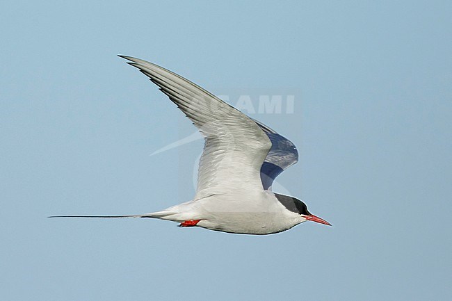 Adult Arctic Tern, Sterna paradisaea) in breeding plumage flying over Seward Peninsula, Alaska, United States. stock-image by Agami/Brian E Small,