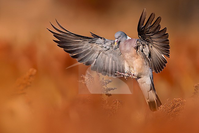 Common wood pigeon, Columba palumbus, in Italy. stock-image by Agami/Daniele Occhiato,