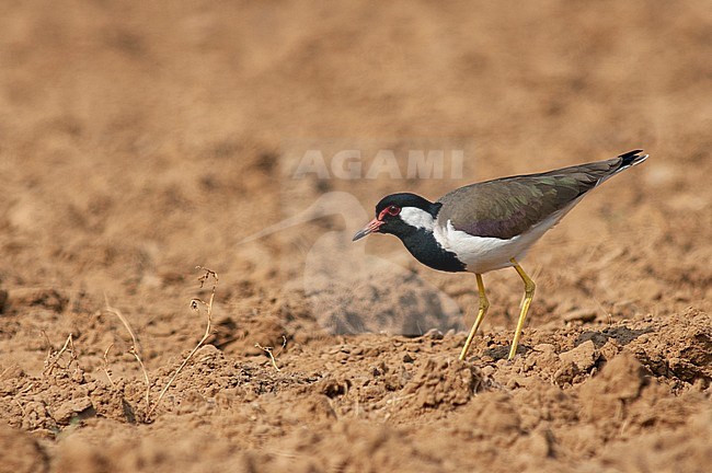 Adult Red-wattled Lapwing (Vanellus indicus) standing in rural agricultural field in Asia. stock-image by Agami/Marc Guyt,