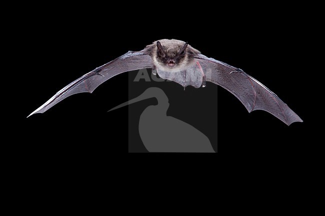 Baardvleermuis, Whiskered Bat, Myotis mystacinus stock-image by Agami/Theo Douma,