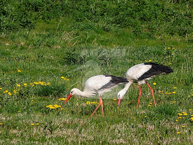 White Stork (Ciconia ciconia) foraging in the gras stock-image by Agami/Roy de Haas,