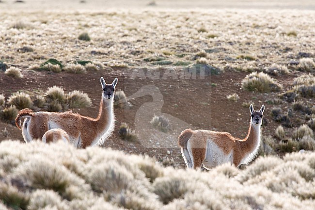 Groepje Guanaco\'s; Group of Guanaco stock-image by Agami/Marc Guyt,