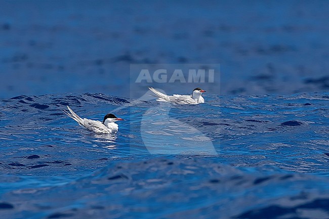 Common Tern (Sterna hirundo) sitting on the water off Pico island, Azores, Portugal. stock-image by Agami/Vincent Legrand,